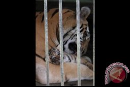Kelahiran Anak Harimau Benggala