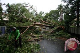 Hujan Deras Sejumlah Pohon Besar Tumbang