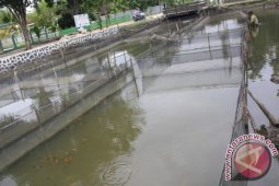 MUSIM SEMAI BIBIT