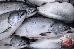 Pemda Aceh Barat Larang Kuras Biota Air Tawar