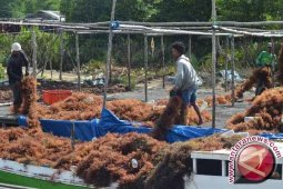 KKP: Indonesia Menuju Produsen Rumput Laut Terbesar