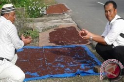 Penyuluh: Cengkeh di Simeulue Masih Produktif