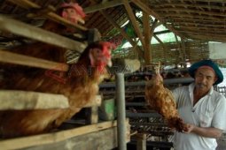 Dampak Peralihan Musim