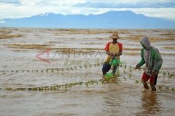 Harga Bibit Melambung