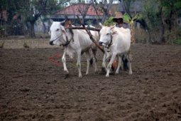 Gunakan Bajak Manual