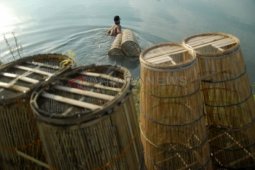 Nelayan Tulungagung Dilarang Tangkap Lobster Gunakan Potasium