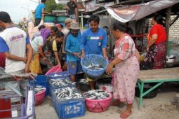 Musim Tangkap Ikan Lemuru