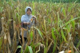 Harga Jagung Lokal Turun