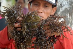 Target Produksi Rumput Laut