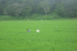 Petani Batang Angkola Butuh Perhatian