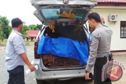 Transport Ulin Threatened with Rp500 Million Fine