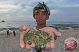 Pemerintah Tetapkan Festival Bau Nyale 2015