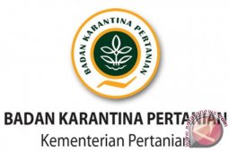 Balai Karantina Pangkalpinang Amankan Bulldog Asal Jakarta