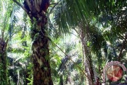5.000 Hektare Kebun Sawit PDKS Tidak Terawat