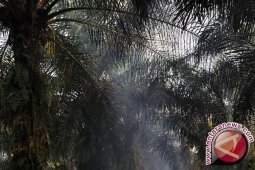5.000 Ha Kebun Sawit PDKS Rusak