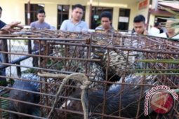 Polisi Gagalkan Penyeludupan Landak Di Aceh