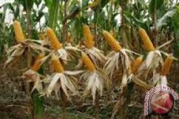 TNI Kembangkan Tanaman Jagung Hibrida di Aceh Barat