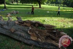 Polisi selidik kasus pohon tumbang Kebun Raya