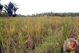 Puluhan hektare padi di Aceh Selatan gagal panen