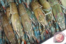 Pemkab Ajak Swasta Investasi di Pulo Aceh