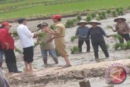 Presiden Tanam Padi Hazton Di Landak