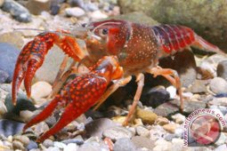 Nelayan usulkan lobster 100 gram layak tangkap