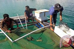 Bangka Selatan Salurkan 12 Ribu Bibit Kerapu