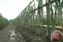Dragon Fruit to be Tanah Laut's Mainstay
