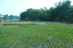 Korem 061/Suryakancana Cetak Sawah Di Dua Kabupaten