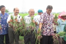 Panen Bawang Merah