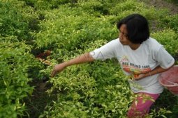 Harga Cabai Masih Tinggi
