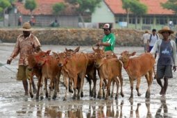 Madura Pulau Sapi