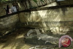 BKSDA Segera Perbaiki Kandang Buaya