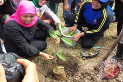 Mensos Apresiasi "one Man Five Trees" Kaltim