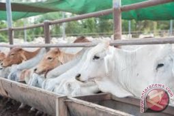 Program Dua Juta Sapi Kaltim Ditargetkan 2018