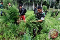 Temukan Ladang Ganja Aceh