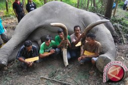 Rekonstruksi Pembantaian Gajah