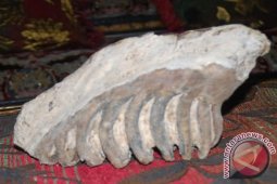 Warga OKU temukan batu fosil hewan purba