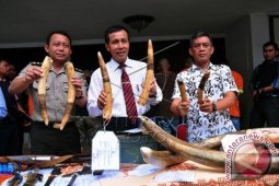 Usut Tuntas Perburuan Gading