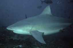 iSharkFin Teknik Digital Baru Guna Lindungi Hiu