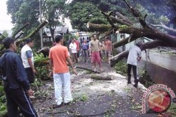 Hujan disertai angin akibatkan pohon tumbang