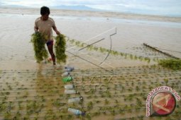 Budidaya Rumput Laut Terganggu Aksi Bom Ikan