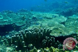 Empat Alasan Menyelam Di Gorontalo