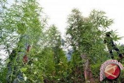 BNN musnahkan tiga hektare ladang ganja