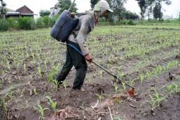 Beralih Menggunakan Pupuk Alami