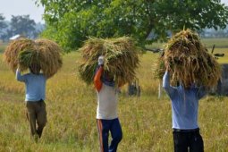 Stok Beras Nasional