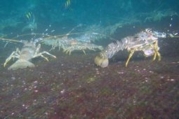 Lobster