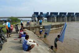 Pencari Rebon Di Bengawan Solo