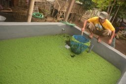 Harga Pakan
