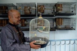 Peluang Bisnis Ternak Lovebird